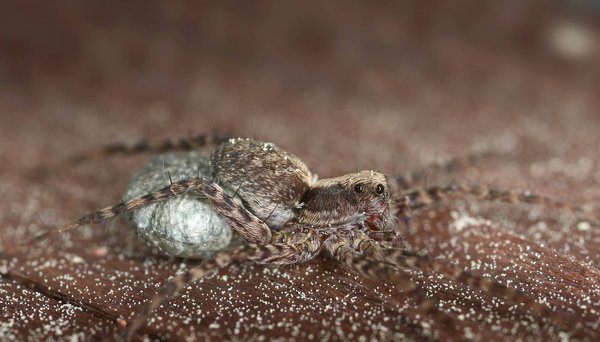 How to Select a Cross-Body Bag That Balances Function and High-Fashion for Work?