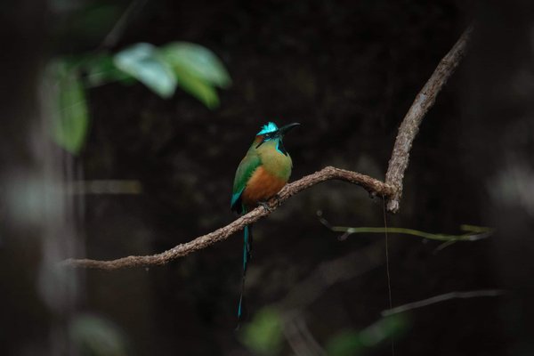 How Can Smartwatches Aid in the Early Detection of Irregular Heart Rhythms?